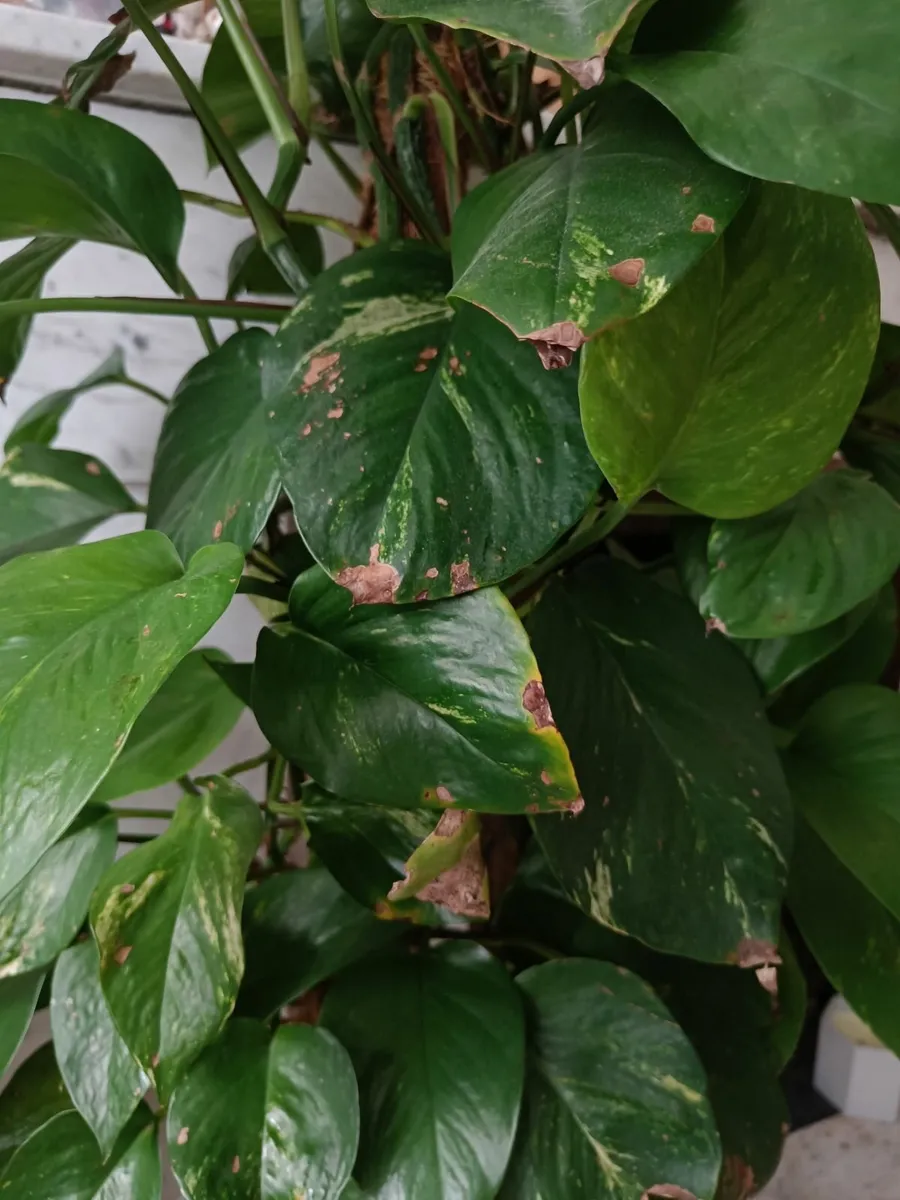 Pothos - Image 2