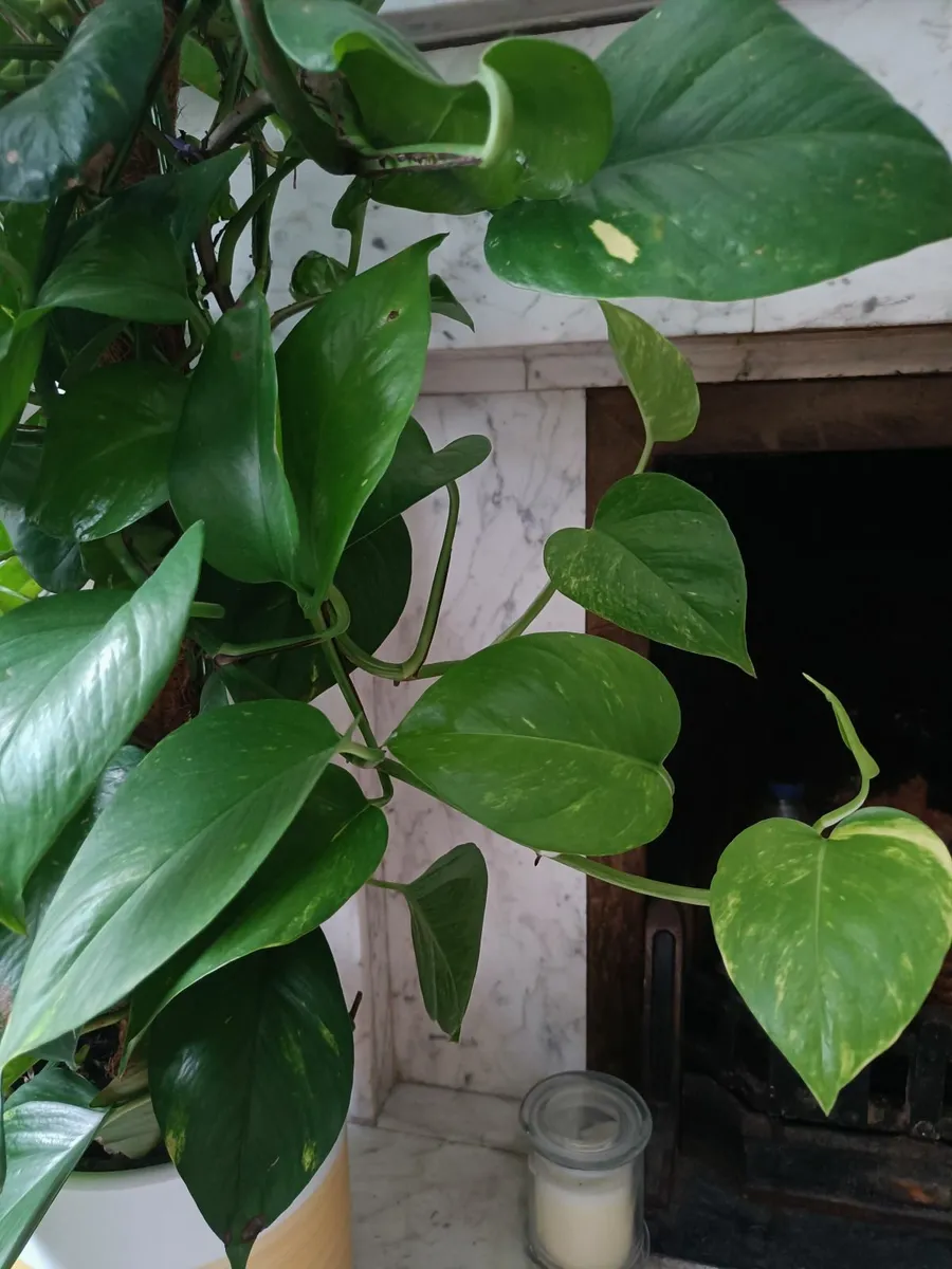 Pothos - Image 3