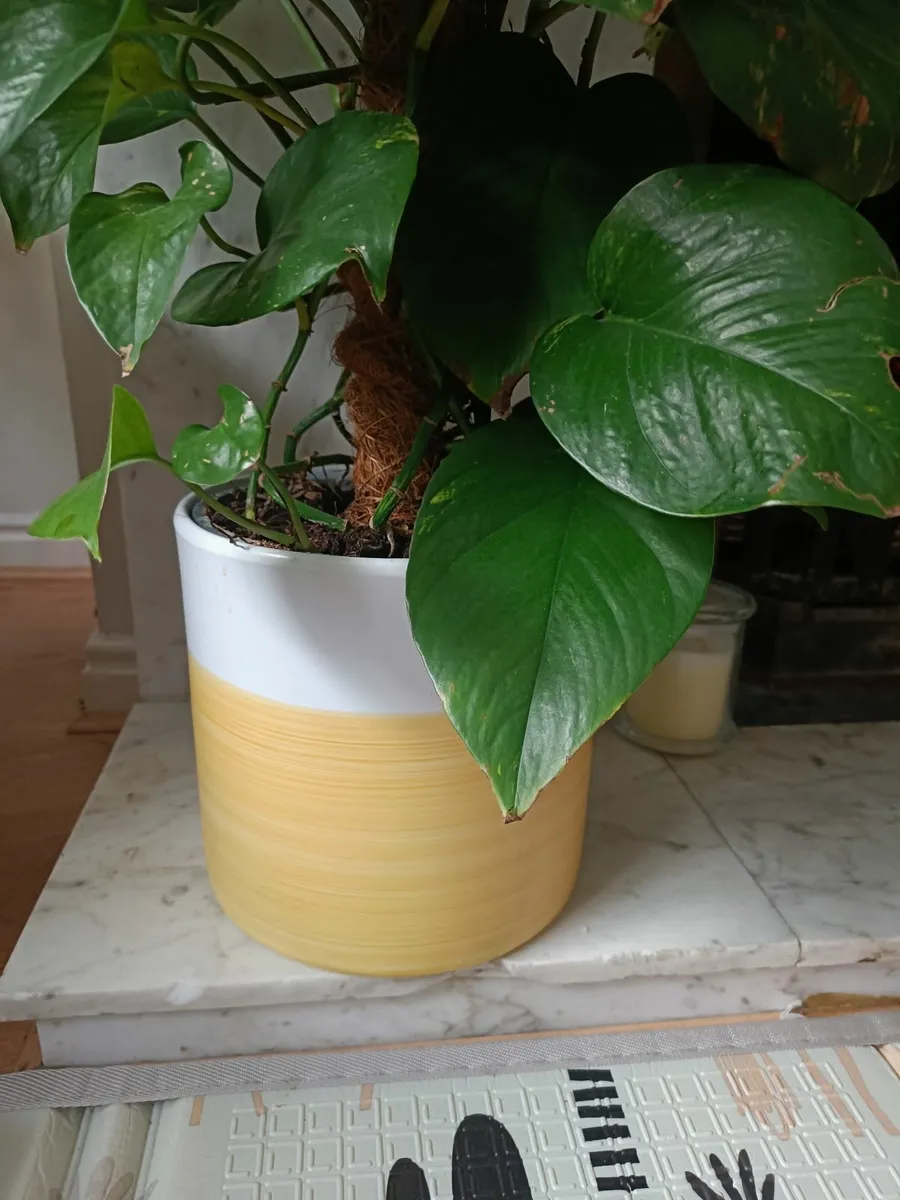 Pothos - Image 4