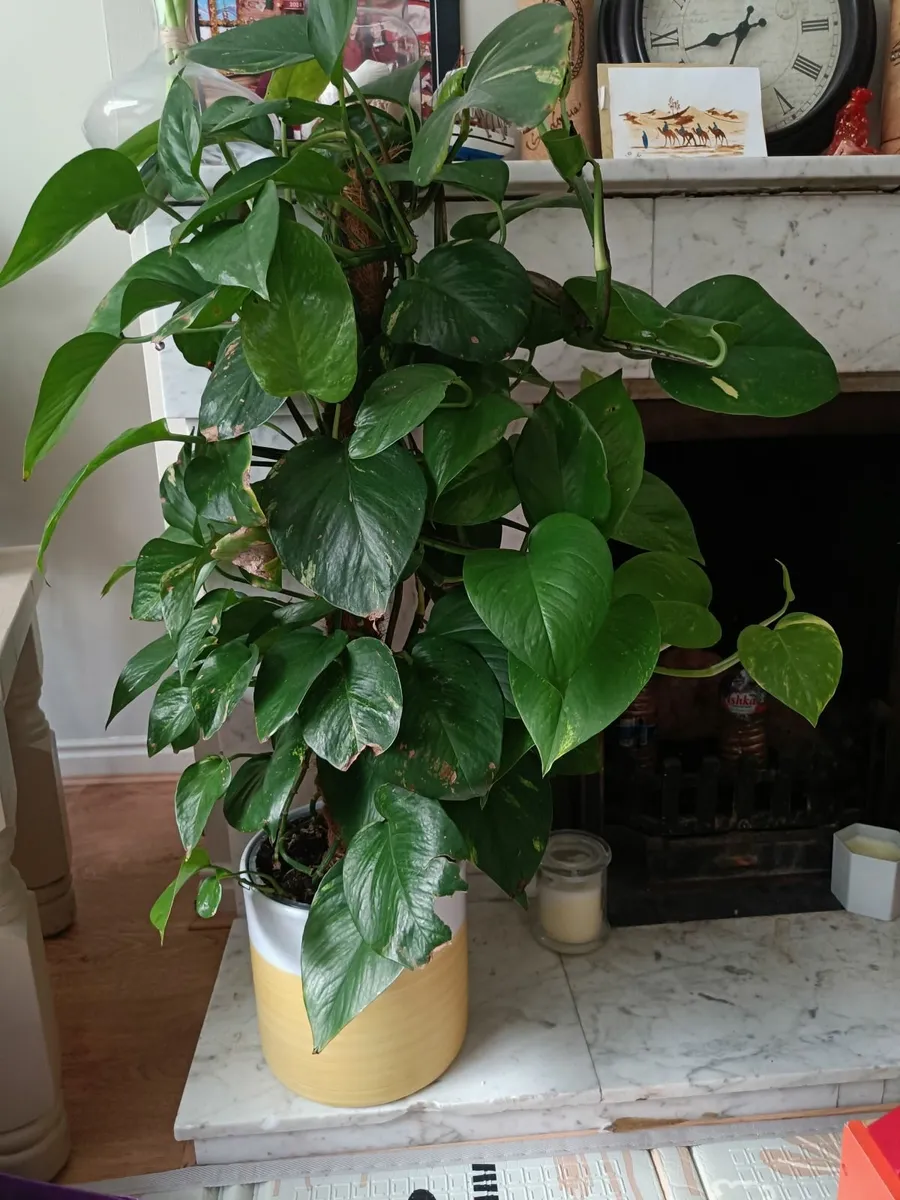 Pothos - Image 1