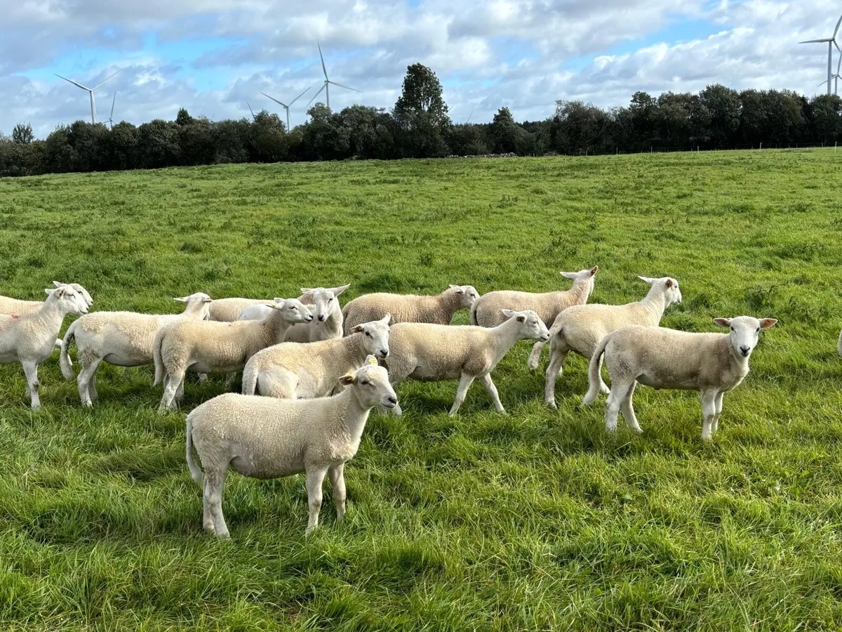 Organic Easycare Ewe Lambs