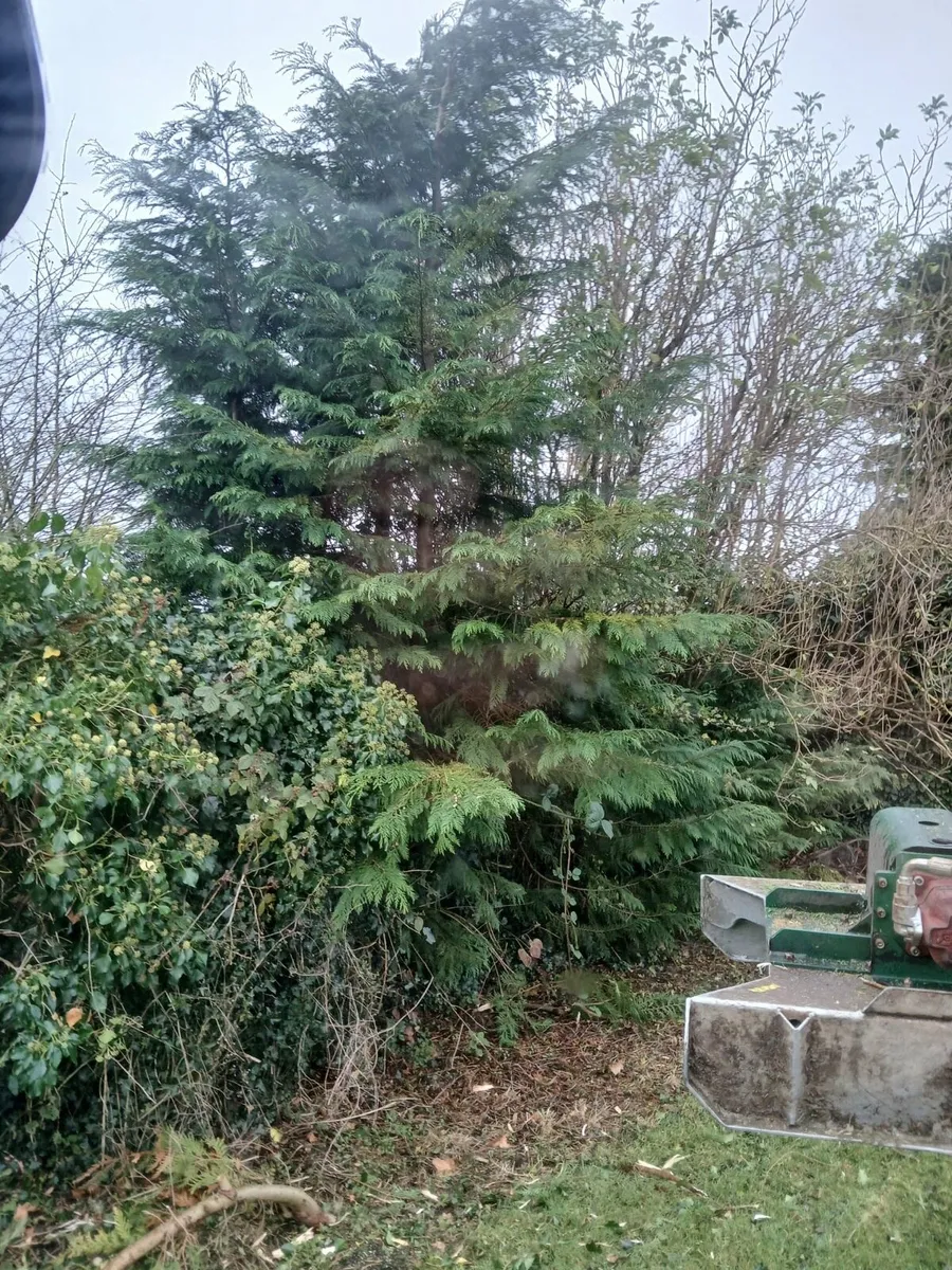 Hedge cutting Hire - Image 3