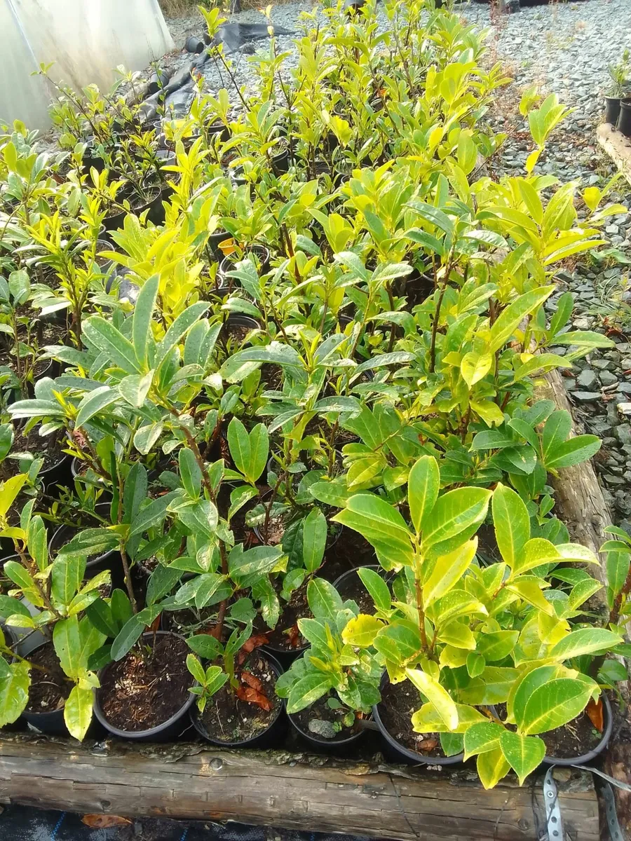 Hedging plants - Image 1