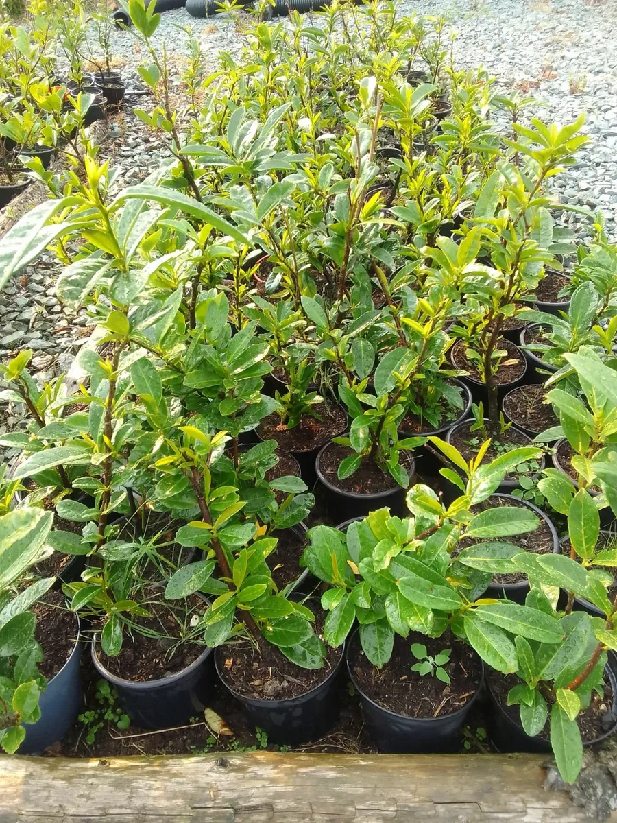 Hedging plants - Image 1