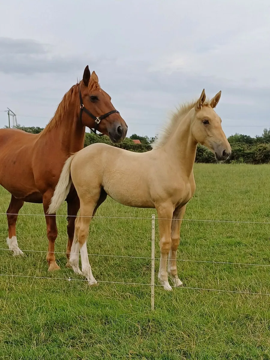 Horse - Image 1