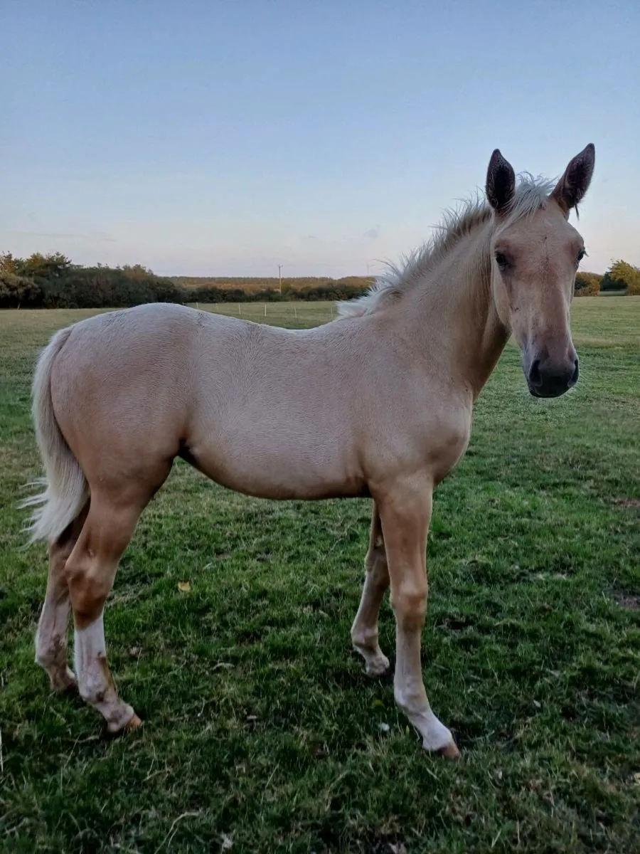 Horse - Image 3