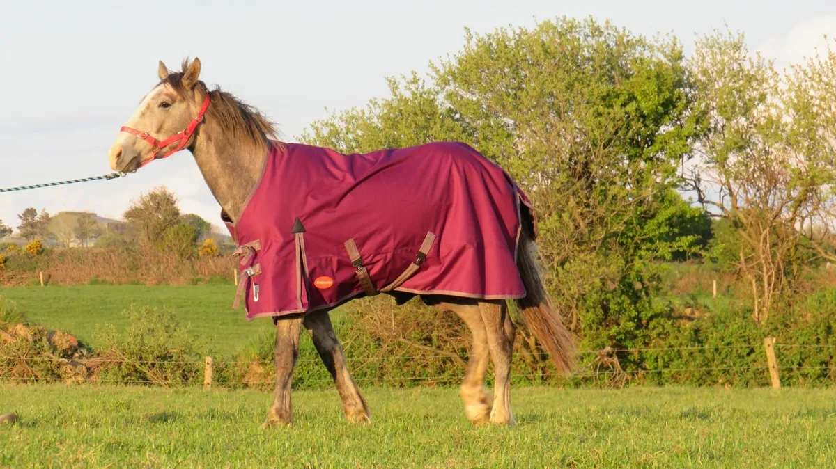 Waterproof horse rugs - Delivery Nationwide - Image 2