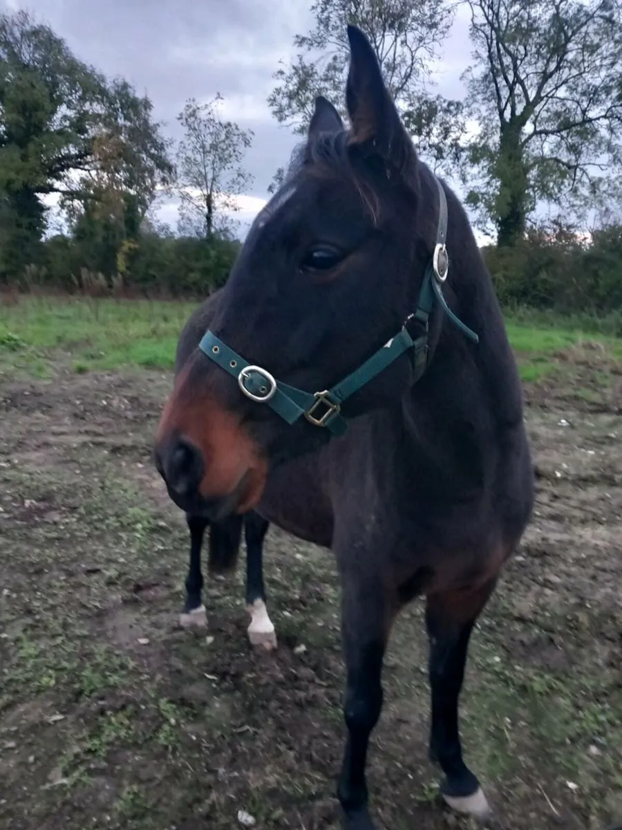 Horse - Image 2