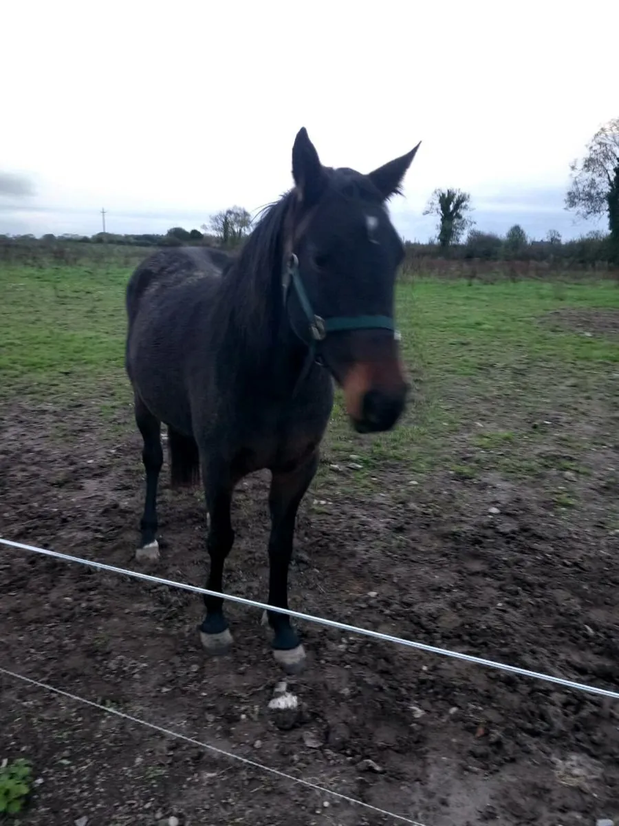 Horse - Image 3