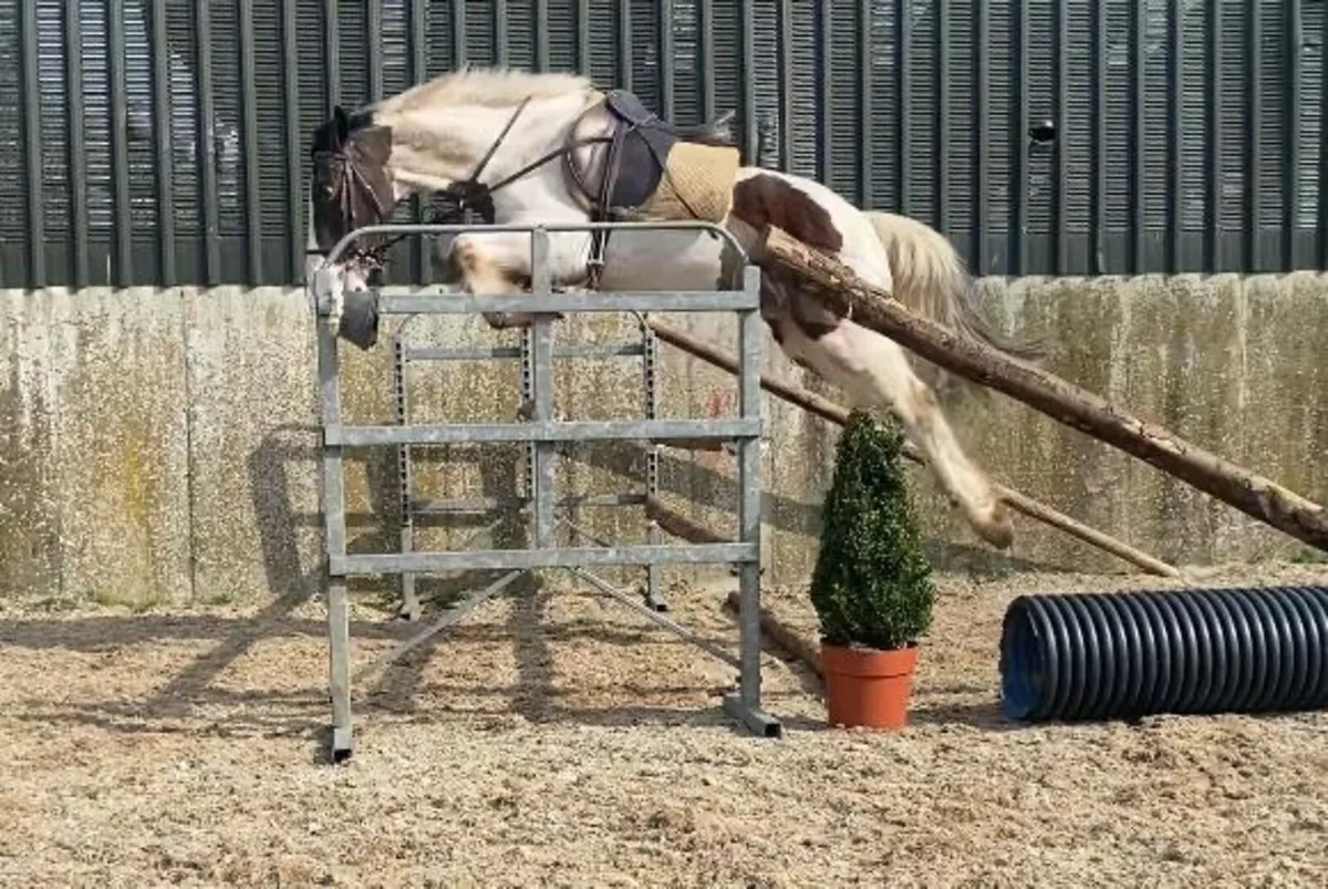 4yo Cob - Image 4