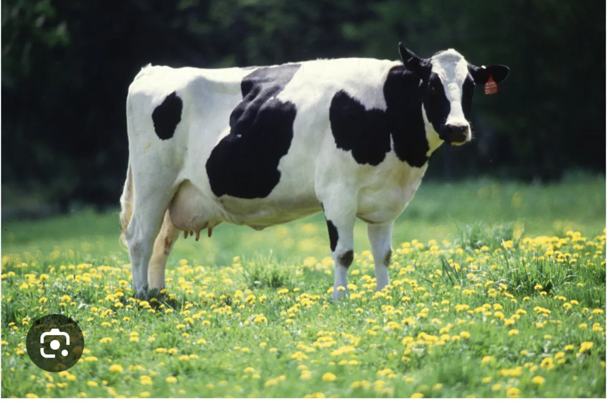 Relief milking in south limerick area