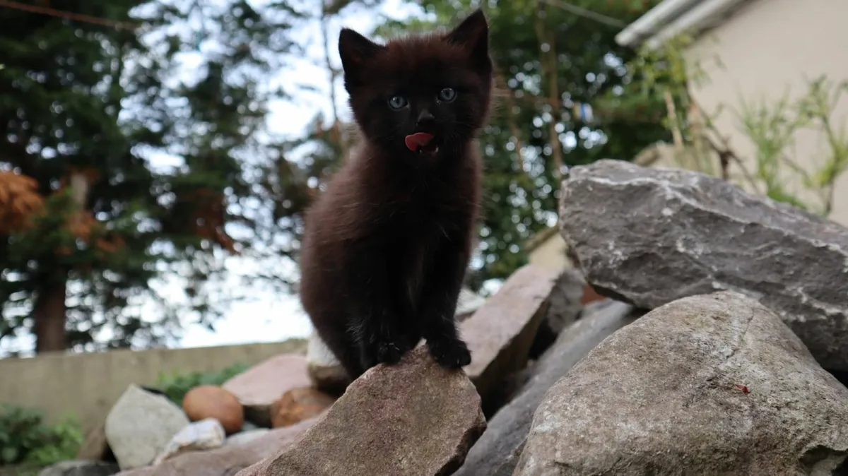 Kittens - Image 1