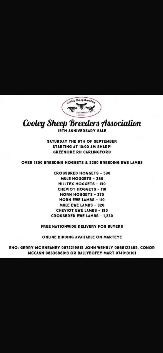 🔥Cooley Sheep Breeders annual sale 🔥6th Sept - Image 2