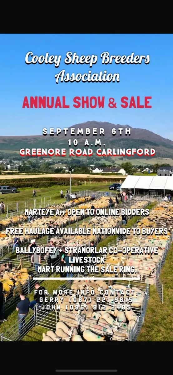 🔥Cooley Sheep Breeders annual sale 🔥6th Sept - Image 1