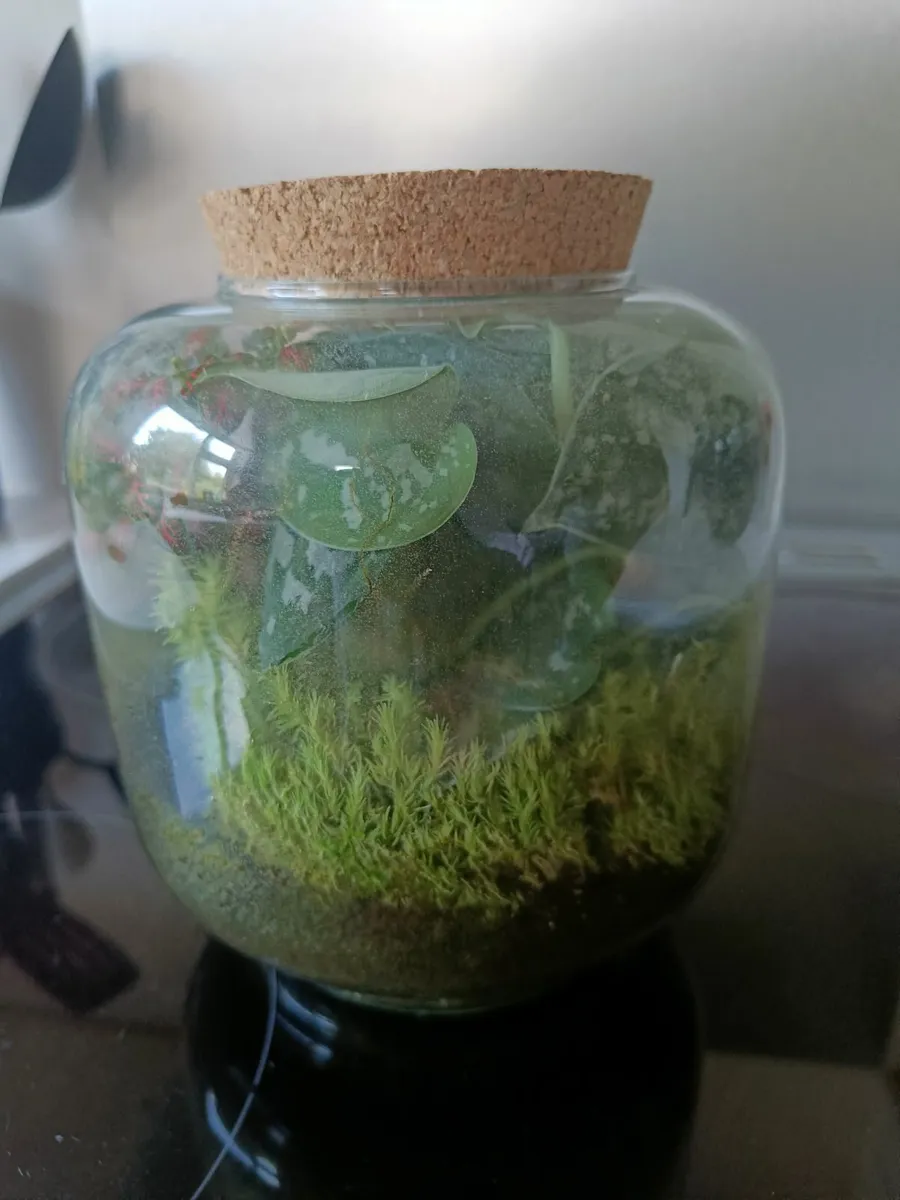 Terrarium plants - Image 2