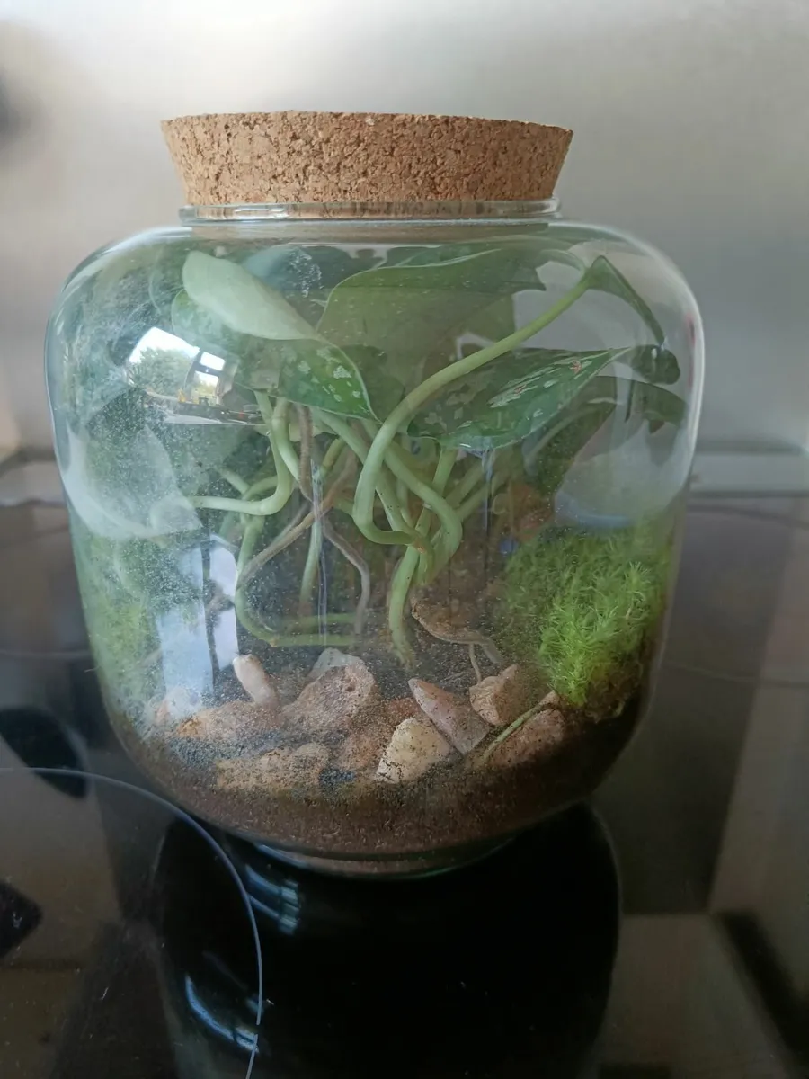 Terrarium plants - Image 3