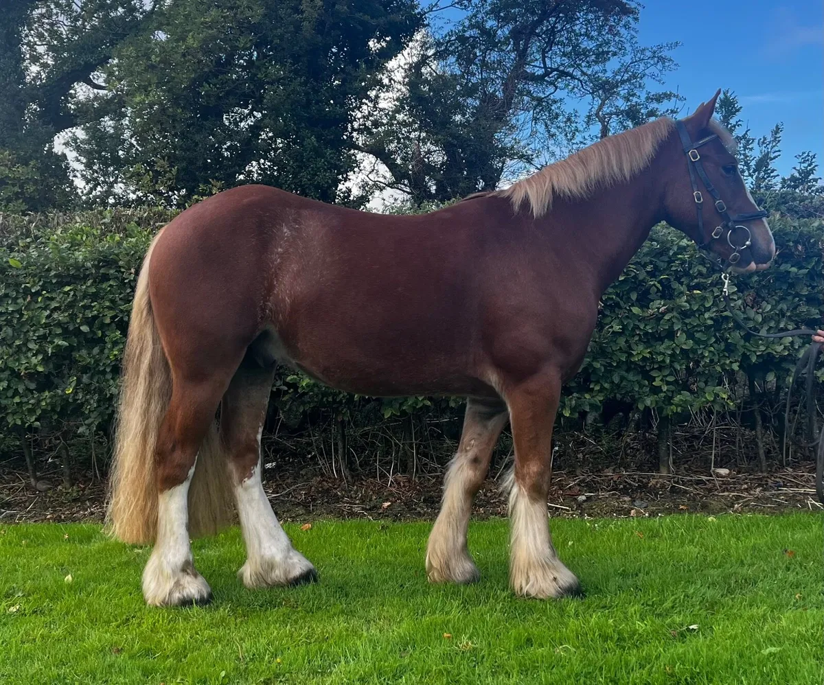 4yo Cob - Image 3