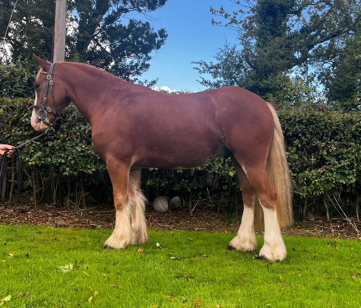 4yo Cob - Image 1