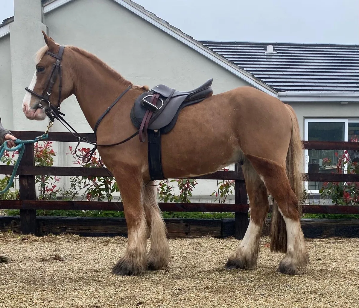 4yo Cob - Image 4