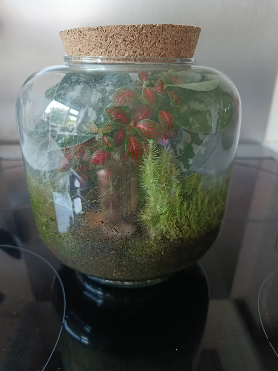 Terrarium plants - Image 4