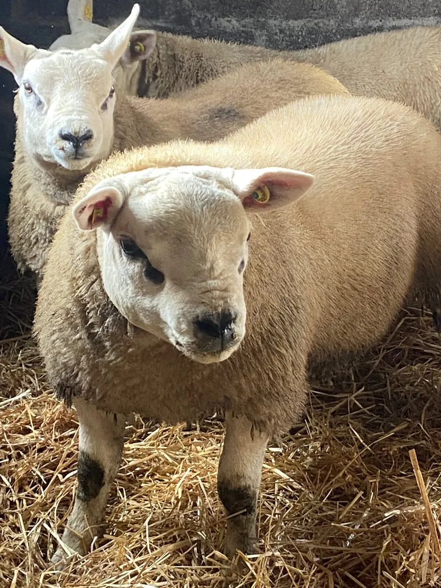 Purebred texel ram lambs - Image 1
