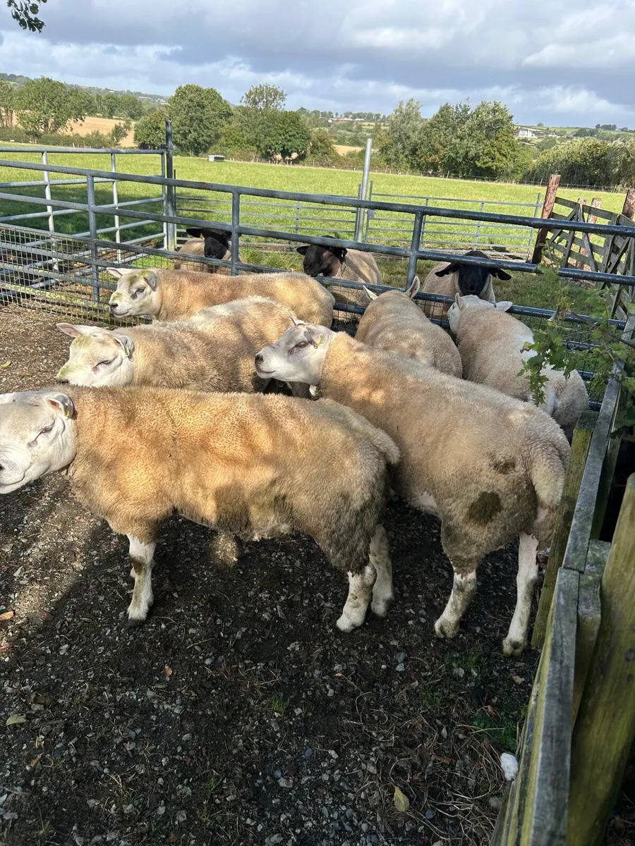 Hogget Rams, Texels, Charollais and Suffolks - Image 2