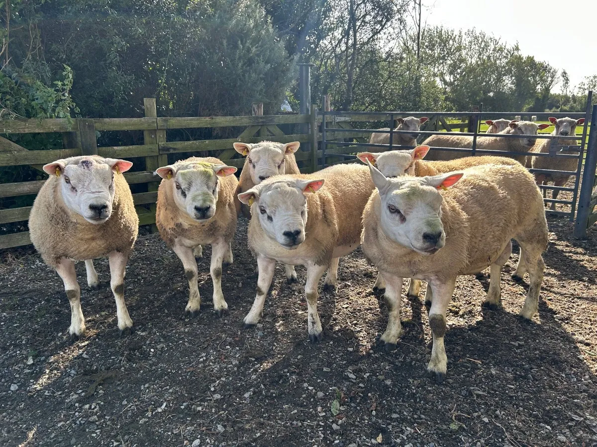 Hogget Rams, Texels, Charollais and Suffolks - Image 1