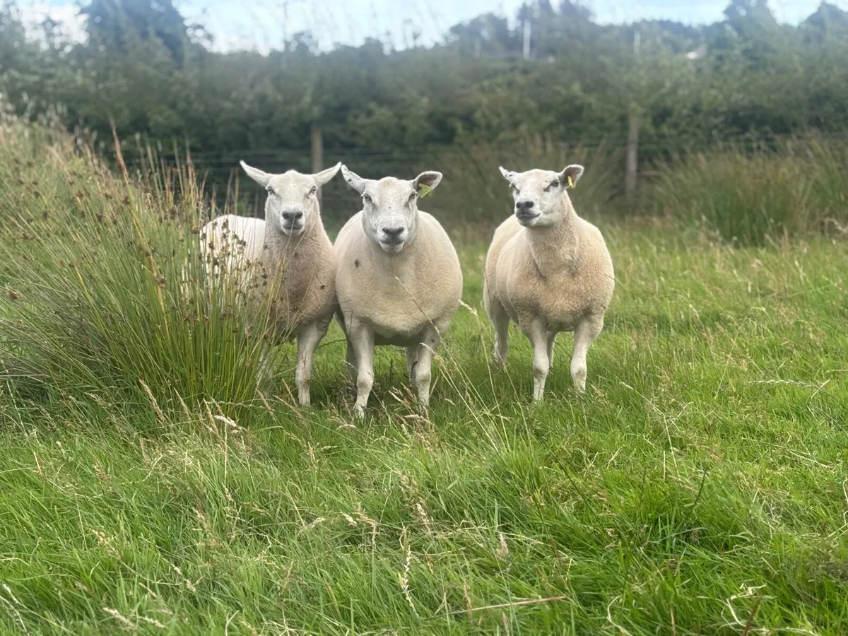 Pedigree Registered Belclare Hogget ewes - Image 1