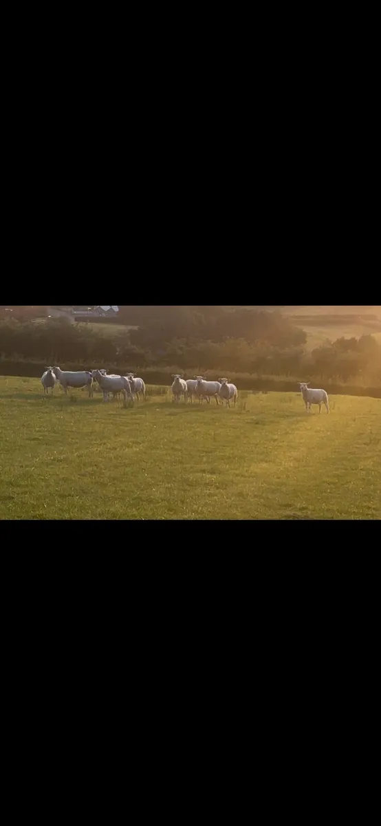 Pedigree Registered Belclare Hogget ewes - Image 2