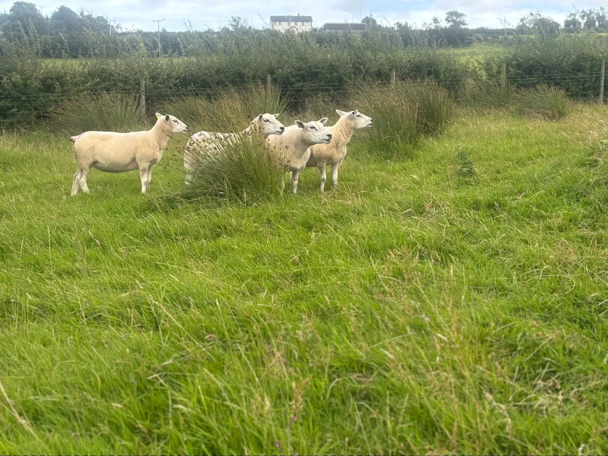 Pedigree Registered Belclare Hogget ewes - Image 3