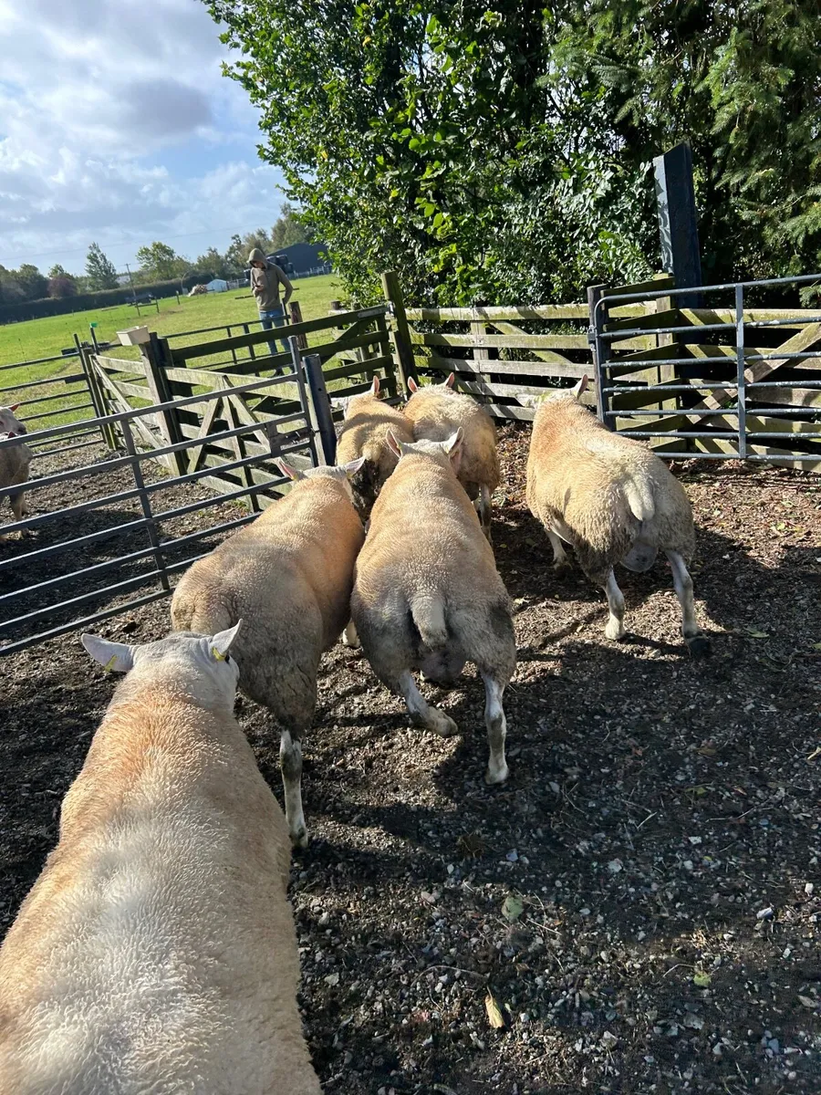 Hogget Rams, Texels, Charollais and Suffolks - Image 3