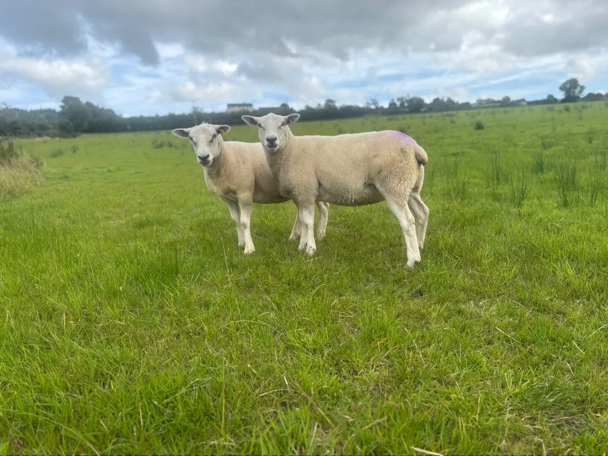 Pedigree Registered Belclare Hogget ewes - Image 4