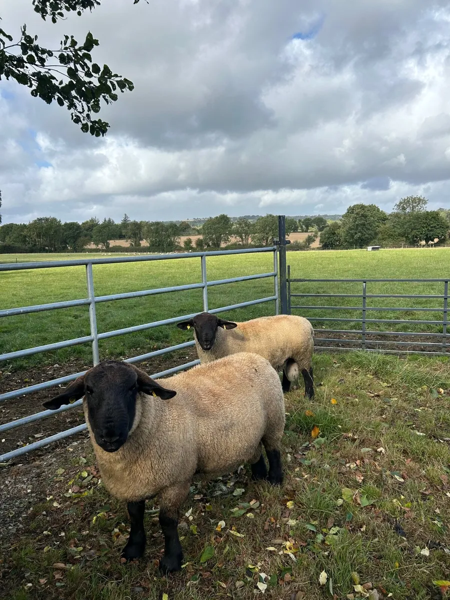 Hogget Rams, Texels, Charollais and Suffolks - Image 4