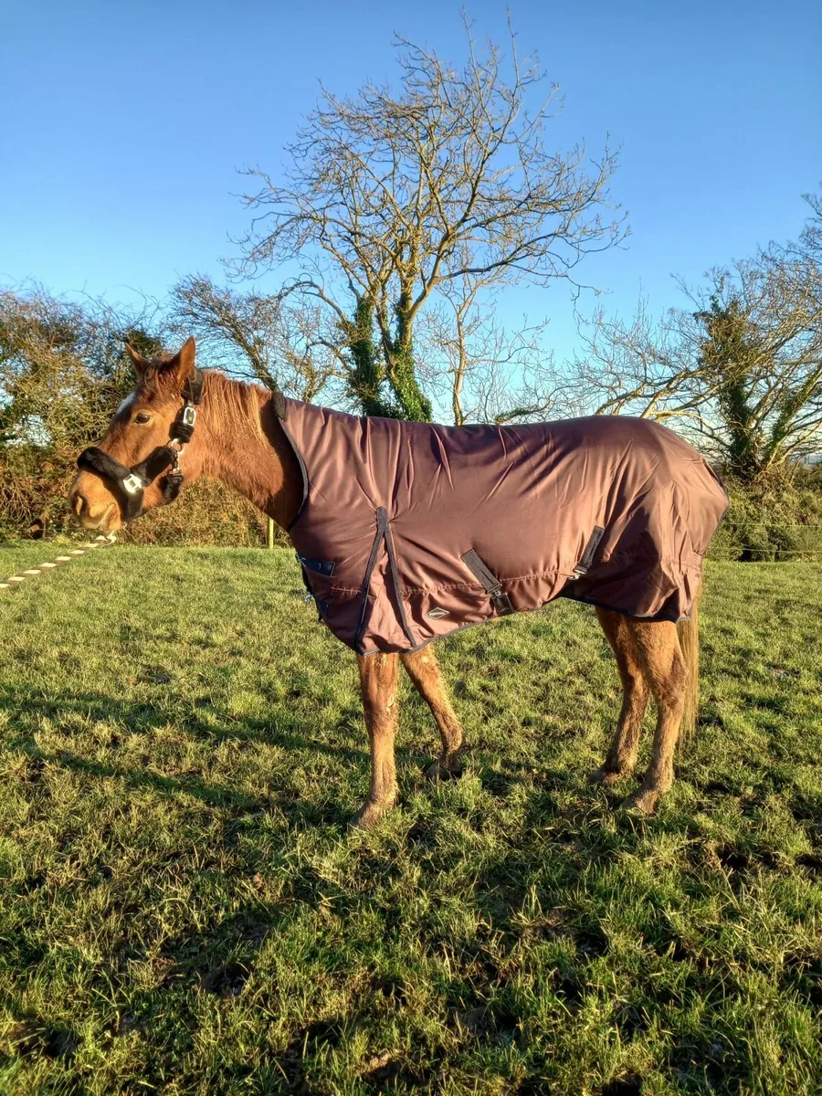 Horse Rugs - available in all sizes - Image 1