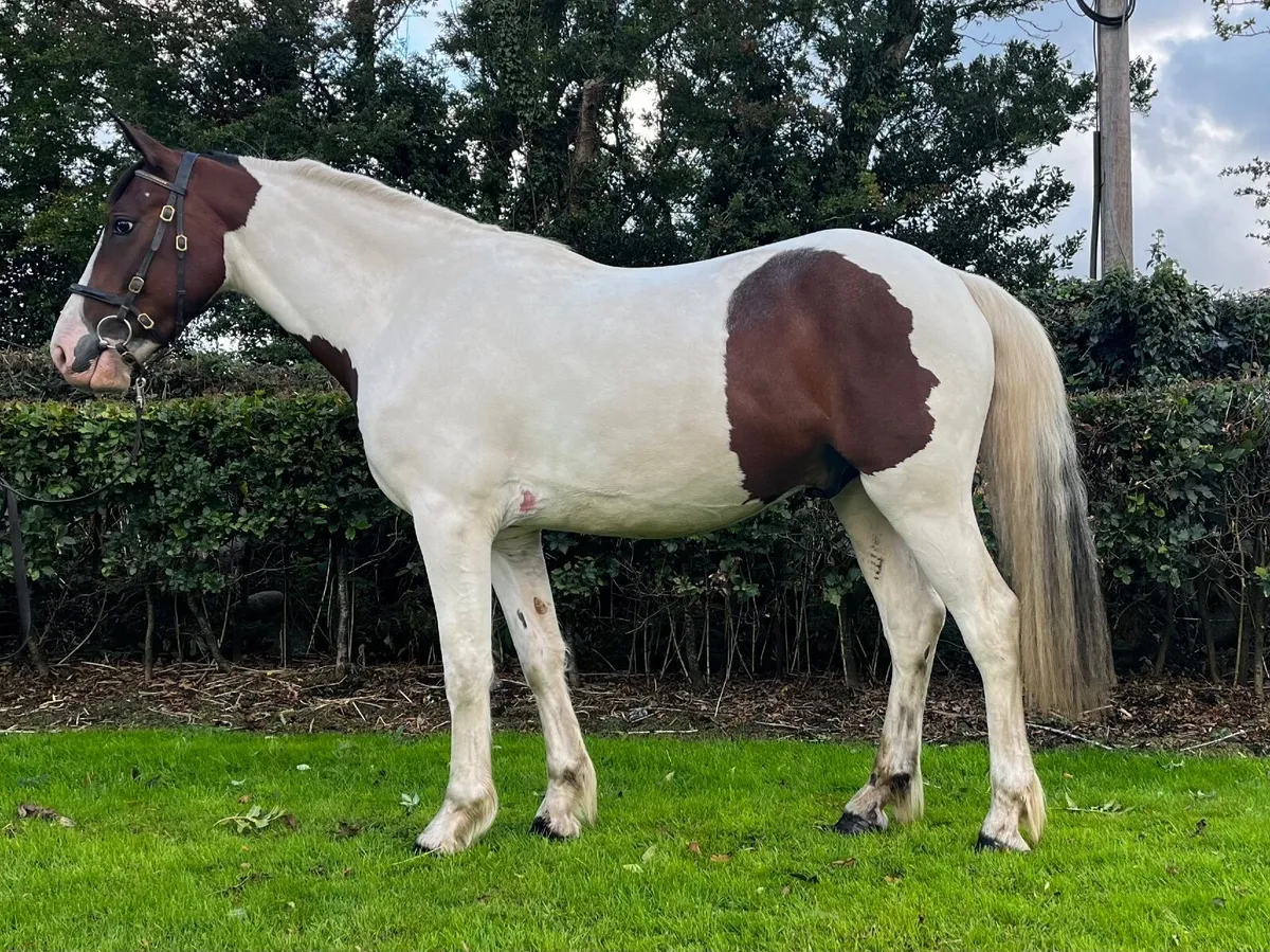 4yo Cob - Image 1