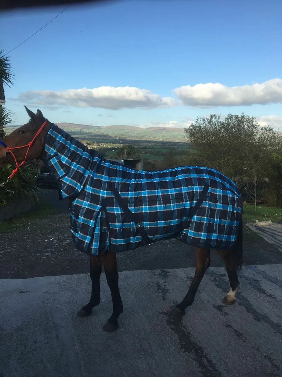 Horse rugs - Image 4