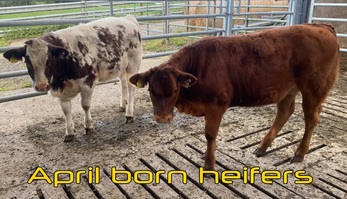 PB Organic Shorthorn Bull - Image 2