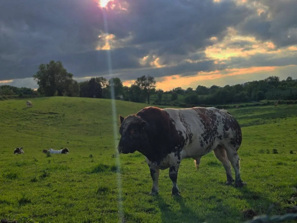 PB Organic Shorthorn Bull - Image 1