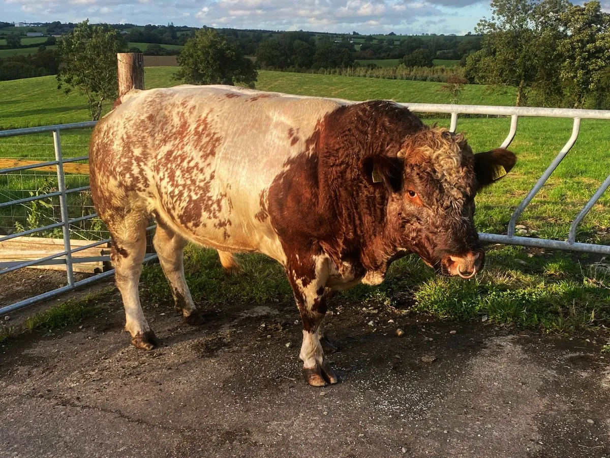PB Organic Shorthorn Bull - Image 3