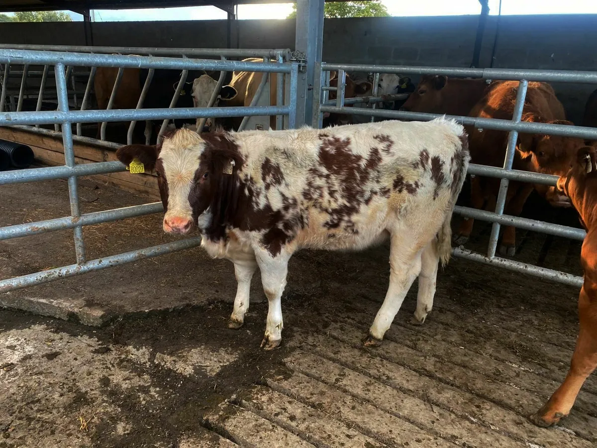 PB Organic Shorthorn Bull - Image 4