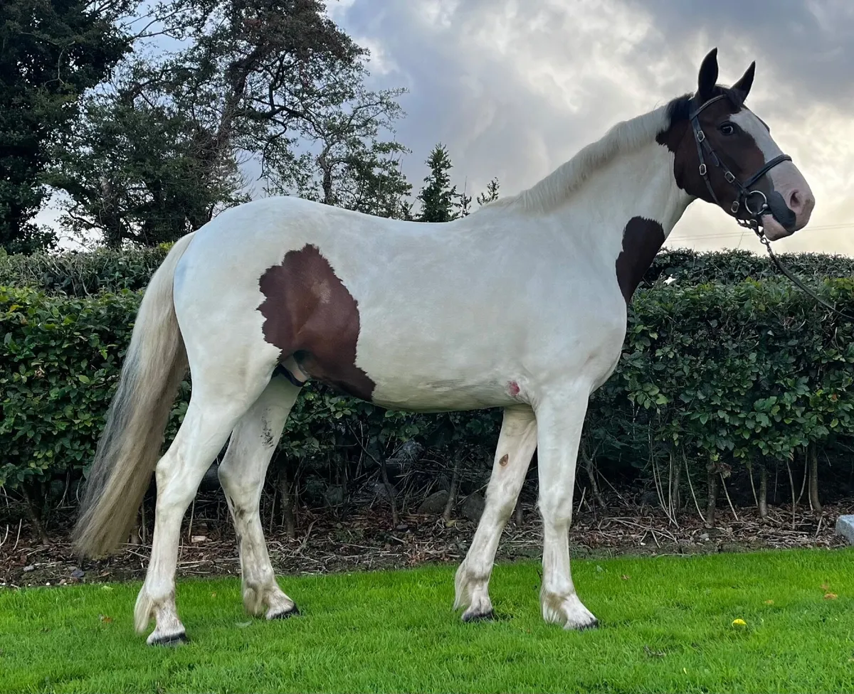 4yo Cob - Image 3