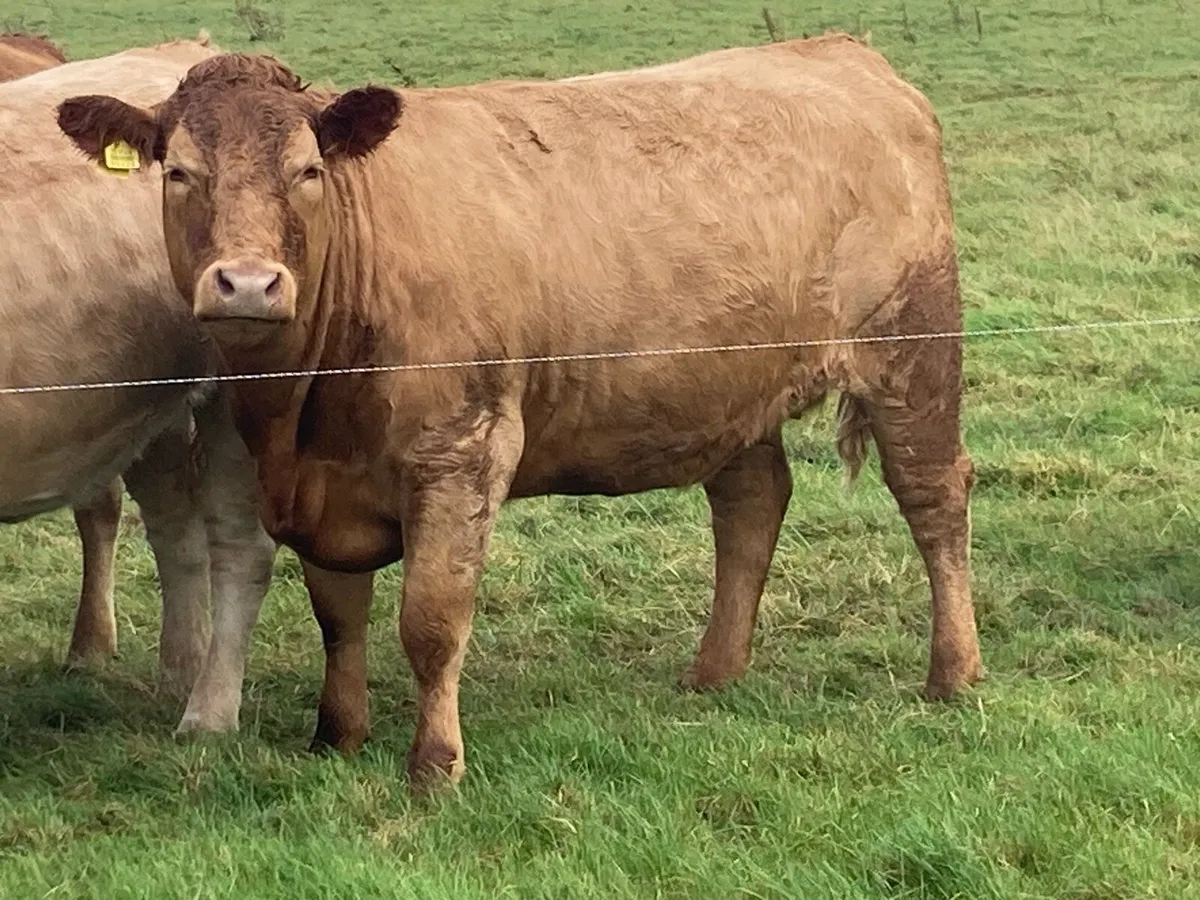 Heifers - Image 1