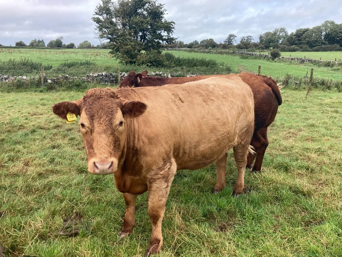 Heifers - Image 2