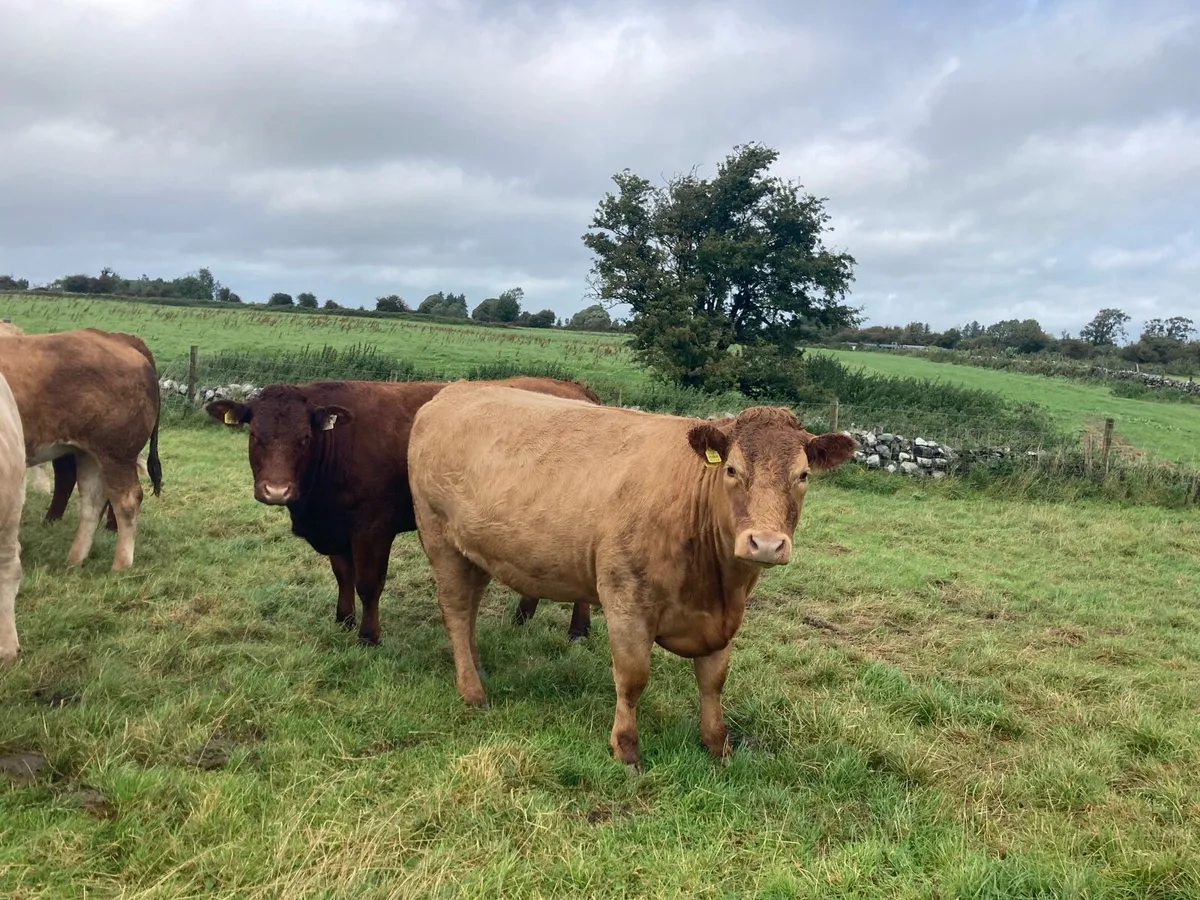 Heifers - Image 3