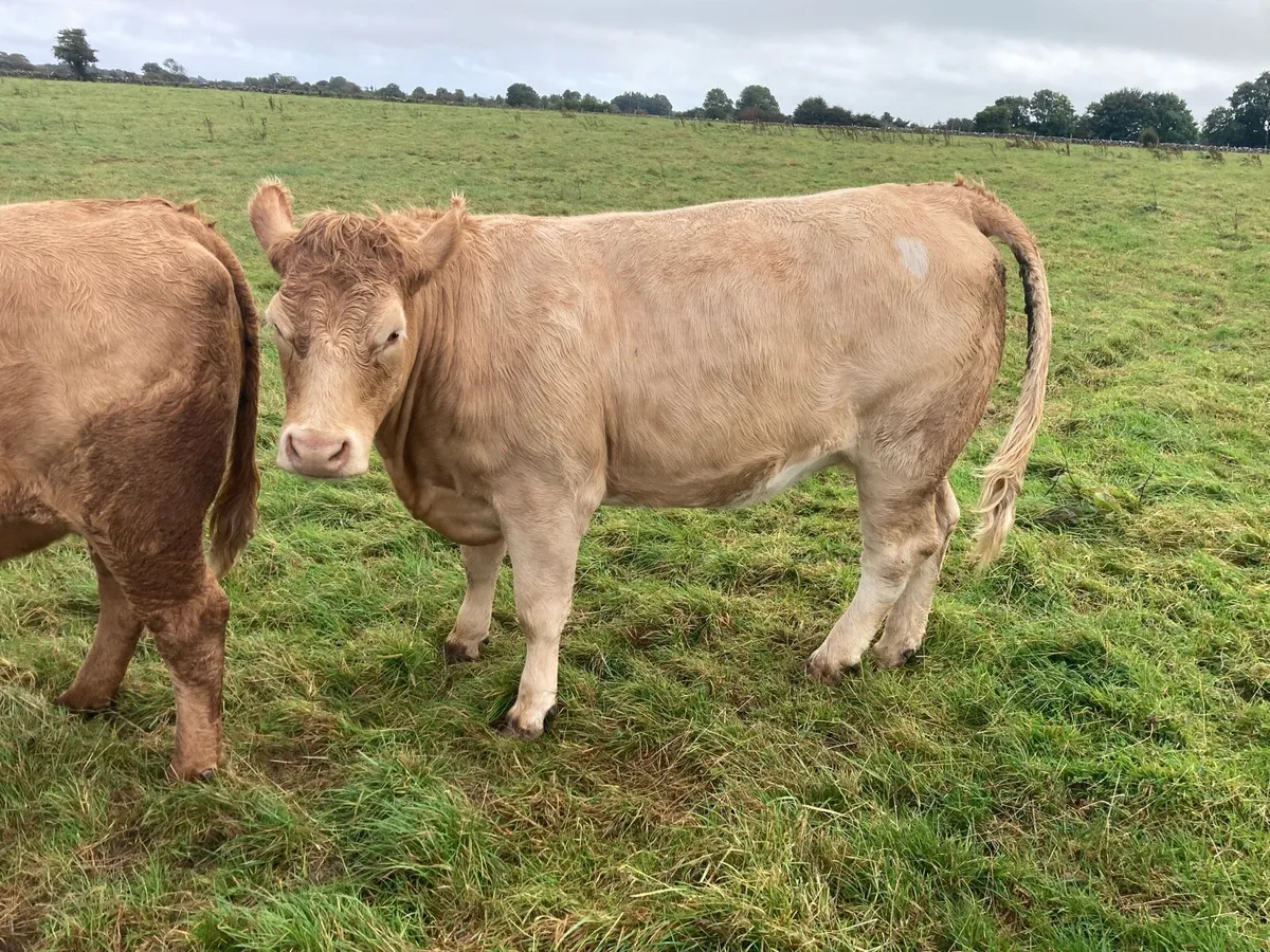 Heifers - Image 4