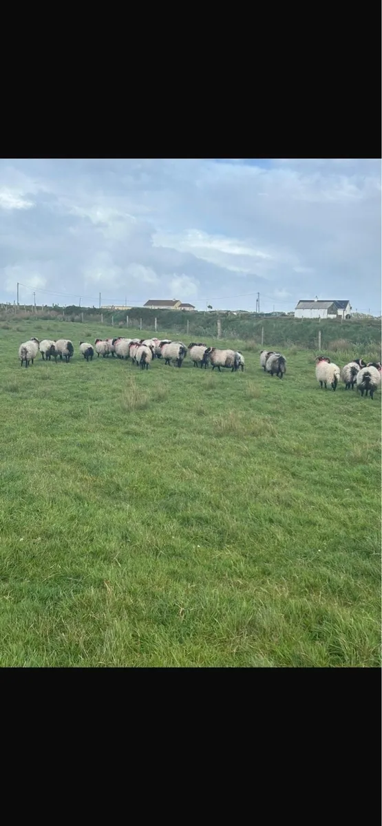 Blackface ram lambs - Image 2