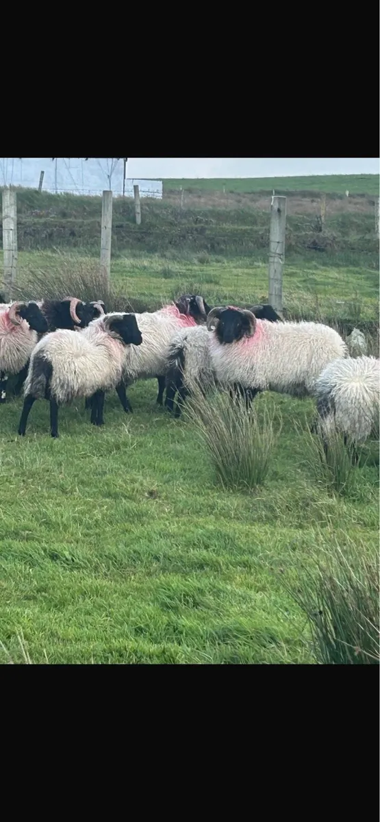 Blackface ram lambs - Image 3