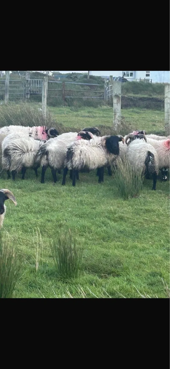 Blackface ram lambs - Image 4