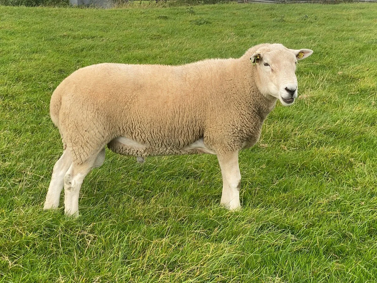 Lleyn Hogget Rams - Image 1