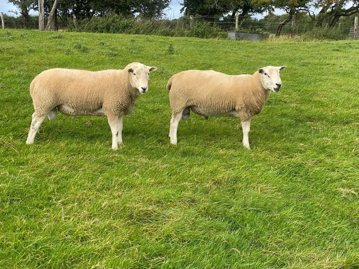 Lleyn Hogget Rams - Image 2